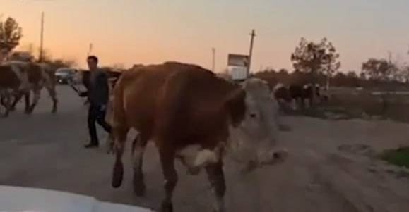 В Кашкадарье правоохранители наказали фермера, пригнавшего скот к зданию хокимията