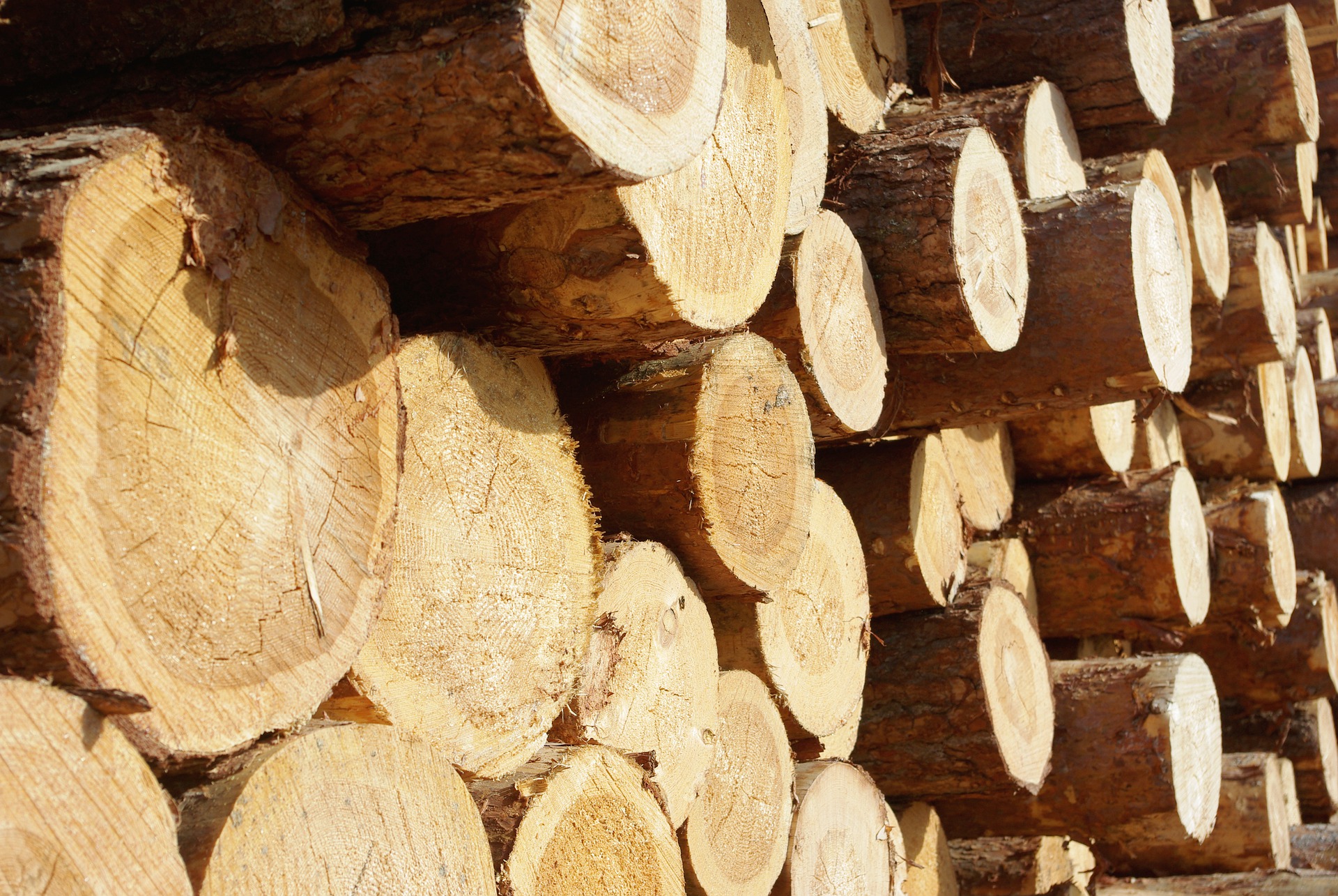 В Узбекистане отменят таможенные пошлины на ввоз древесины
