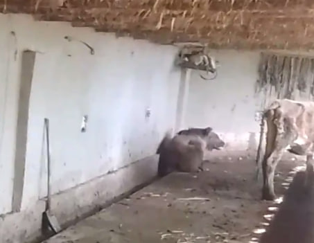 В Кашкадарьинской области медведь навестил местных жителей — видео