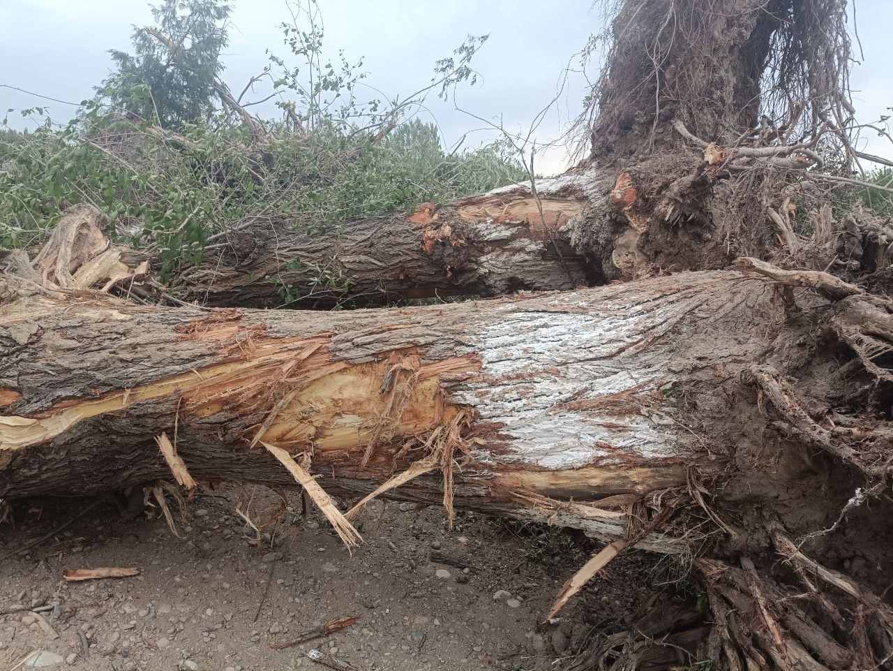 В Фергане незаконно вырубили деревья