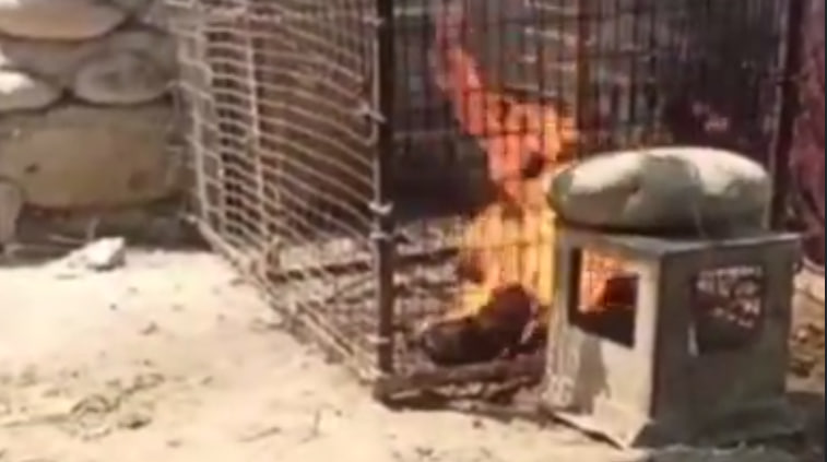 В Фергане несколько мужчин заживо сожгли кошку — видео