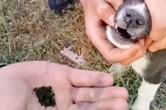 В Намангане несколько парней «накормили» собаку насваем — видео