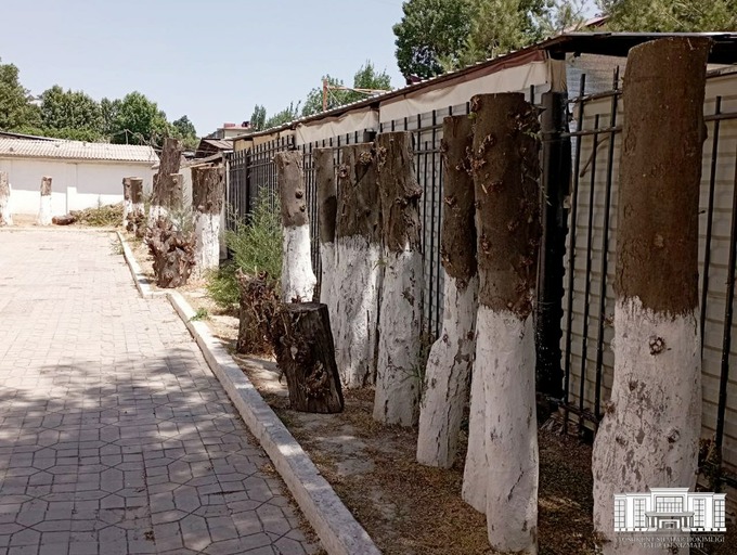 В одной из школ Ташкента спилили десятки деревьев