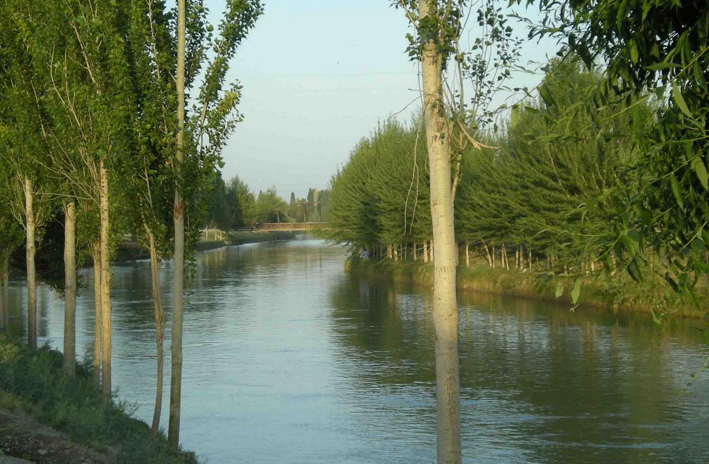 В Фергане вдоль Большого Андижанского канала вырубили почти полторы тысячи деревьев