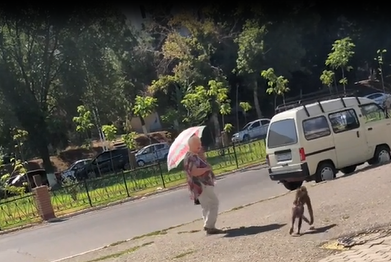 В центре Ташкента разгуливала обезьяна — видео
