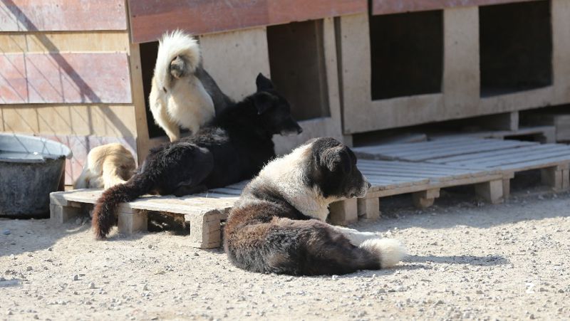 В Казахстане службы отлова обязали фиксировать поимку животных на камеру