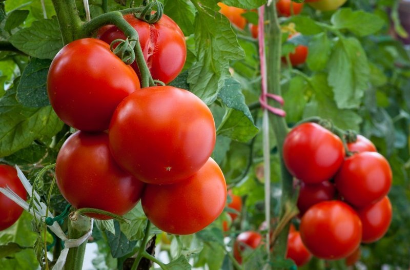 Узбекские ученые вывели новый сорт помидоров