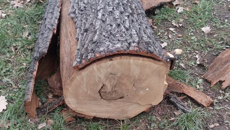 В Карши вырубили более 20 деревьев: В управлении экологии дали «добро»