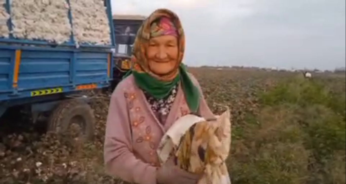В Кашкадарье 77-летняя женщина собрала 100 кг хлопка — видео