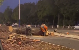В Чиланзарском районе вырубают сухие, «угрожающие жизни жителям» деревья