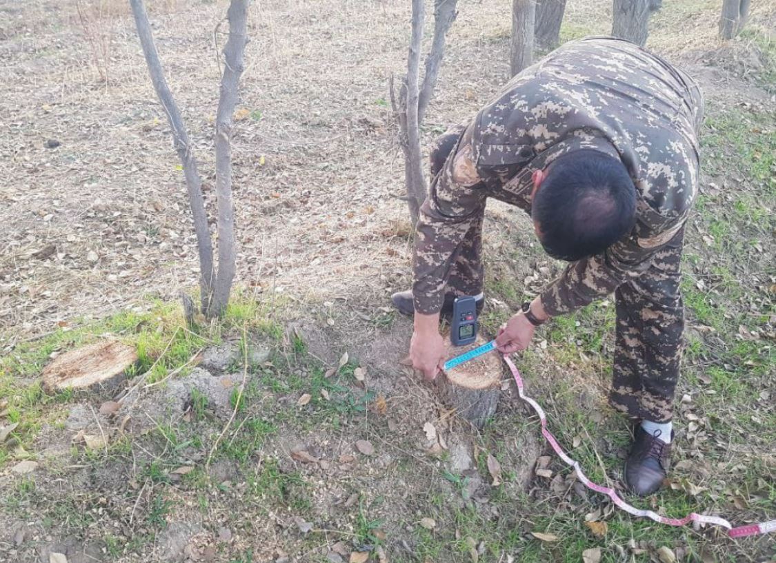 В Кашкадарье гражданин вырубил более 20 деревьев