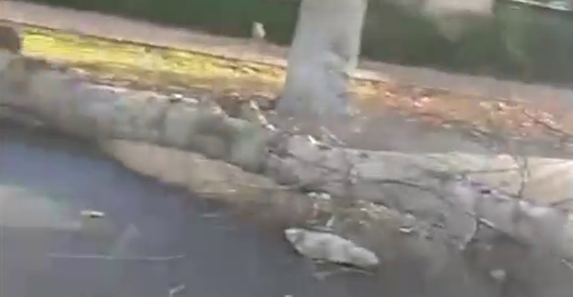 В Ташкенте на машину свалилось огромное дерево: девушка на пассажирском сиденье скончалась
