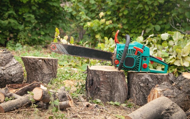 Управление экологии Ташобласти за год «дало добро» на вырубку более 600 деревьев