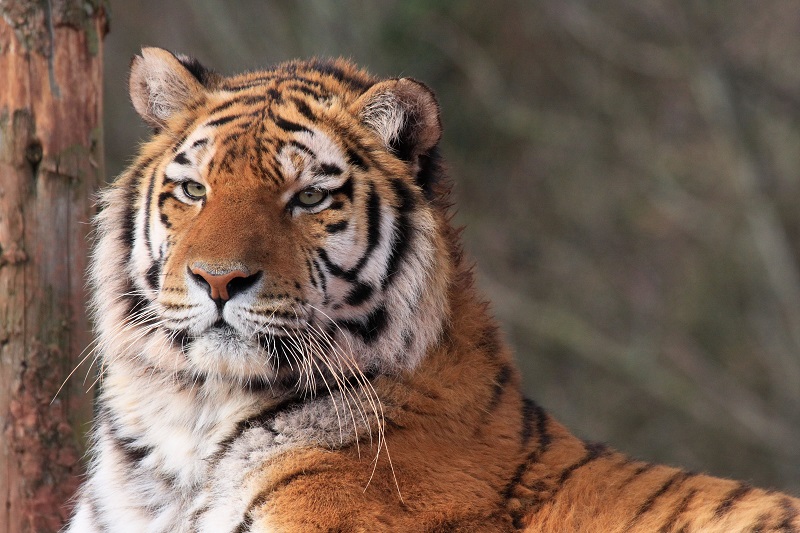 Туранский тигр может вернуться в Казахстан к 2026 году