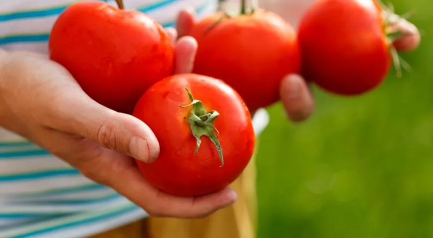 Правда ли помидор — самый полезный овощ и даже спасает от рака?