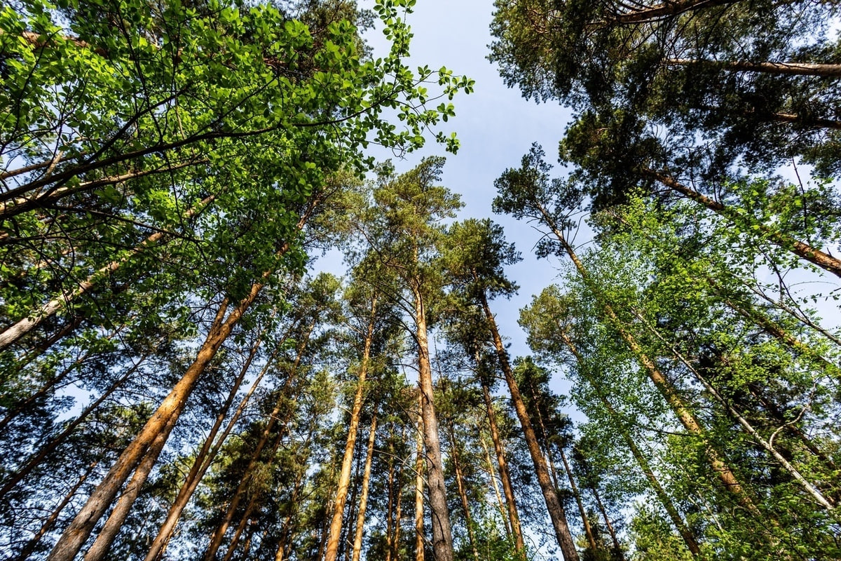 В Узбекистане на восстановление устойчивых лесных ландшафтов направят более $200 млн