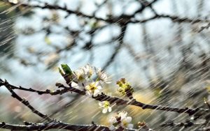 Тепло и дождливо: коротко о погоде на 16 апреля