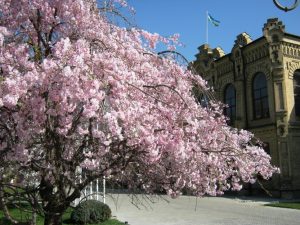 Начало потепления: коротко о погоде на 17 апреля