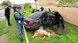 В Джизаке водитель Gentra насмерть сбил двух школьников