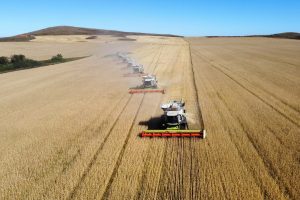 Қозоқ буғдойининг Ўзбекистонга экспорт ҳажми ўтган йилгидан ошди