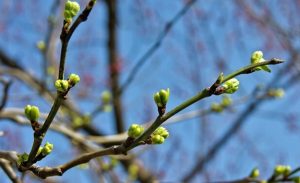 Какая погода ждет Узбекистанцев на выходные?