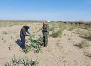 На территории пустынного Арала будут высаживать новый вид растений