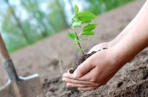 В Узбекистане более 600 тысяч саженцев было высажено в местах, где нет системы полива