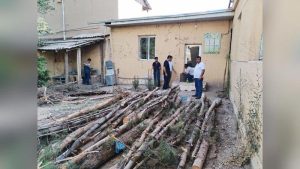 Из-за строительства в Самарканде вырубили 31 дерево