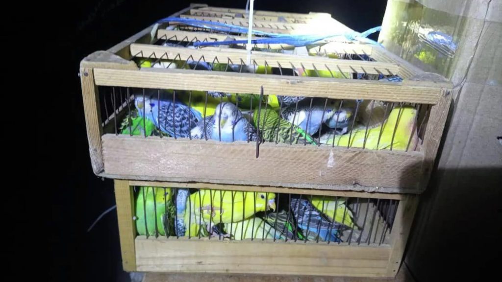 Контрабандачи Matizʼда Ўзбекистондан Қозоғистонга 160 бош тўтиқуш ва олтита туяқуш боласини олиб ўтмоқчи бўлди