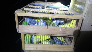 Контрабандачи Matizʼда Ўзбекистондан Қозоғистонга 160 бош тўтиқуш ва олтита туяқуш боласини олиб ўтмоқчи бўлди