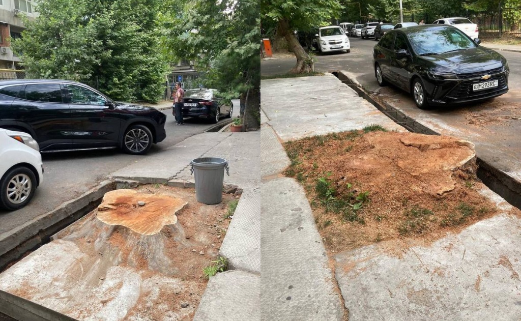 Тошкентда иккита кўп йиллик чинор кесиб ташланди