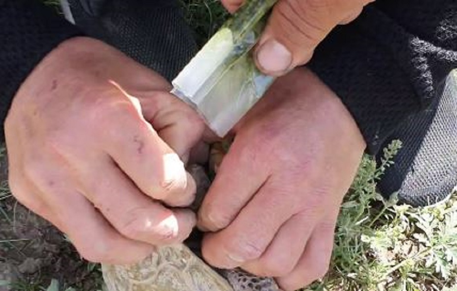 Сурхондарёда эркаклар тошбақанинг оғзига носвой тиқди — видео