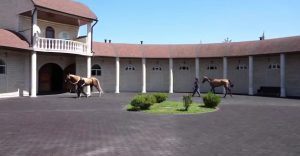 Рамзан Кадыров подарил Шавкату Мирзиёеву двух породистых лошадей