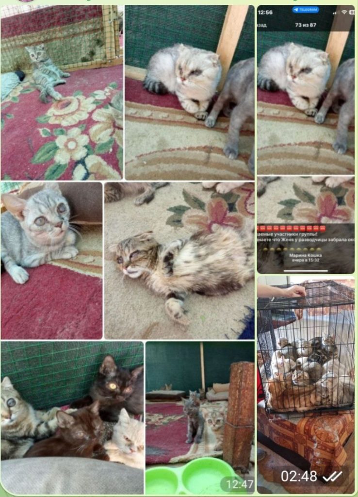 В Ташкенте женщина держала 130 кошек, а умерших хранила в холодильнике