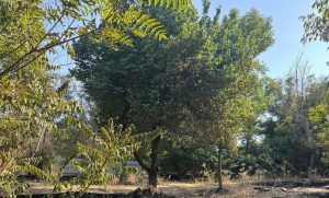 В Ташкенте в одной из махаллей пожар повредил 69 деревьев