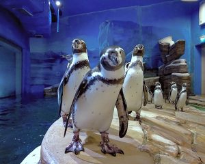 Ўзбекистонда биринчи марта ҳақиқий пингвинларни кўриш имконияти пайдо бўлди