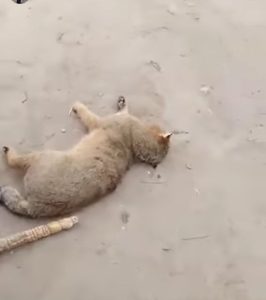 Қорақалпоғистонда одамлар Осиё чўл мушугини ярим ўлик ҳолга келгунча калтаклади — видео