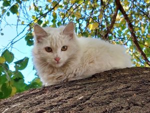 Пойтахт ҳокимлиги кўча ҳайвонларини боқишга чақирмоқда