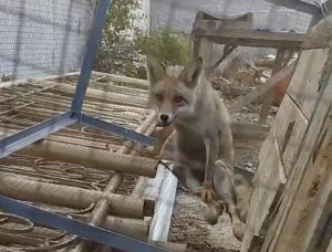 Фарғонада айди ҳайвонларни тутиш хизмати фақат олдинги оёқларида ҳаракатланадиган тулкини топиб олди