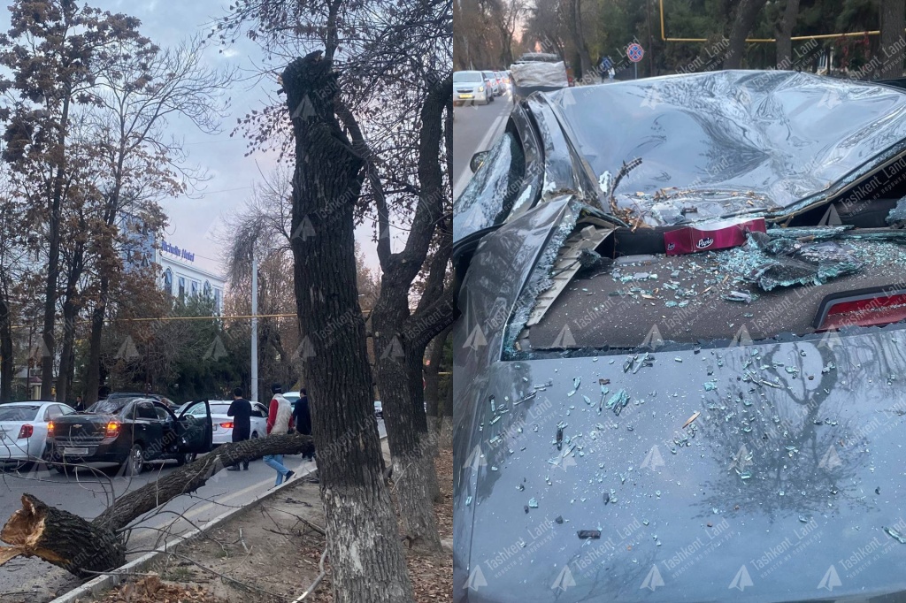 В Ташкенте на автомобиль упала сухая ветка: есть пострадавший