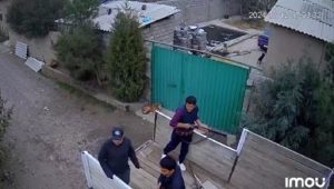 ОАВ: Пискентда ҳайвонларни овлаш хизмати итларни шафқатсизларча отиб ташлади