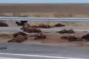 Қашқадарёда юк машинаси юзга яқин қўйни босиб кетди