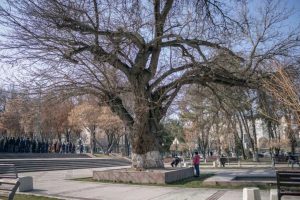 Мирзиёев истироҳат боғлари, сайилгоҳ ва хиёбонларни хусусийлаштириш тақиқлаш тўғрисидаги таклифни маъқуллади