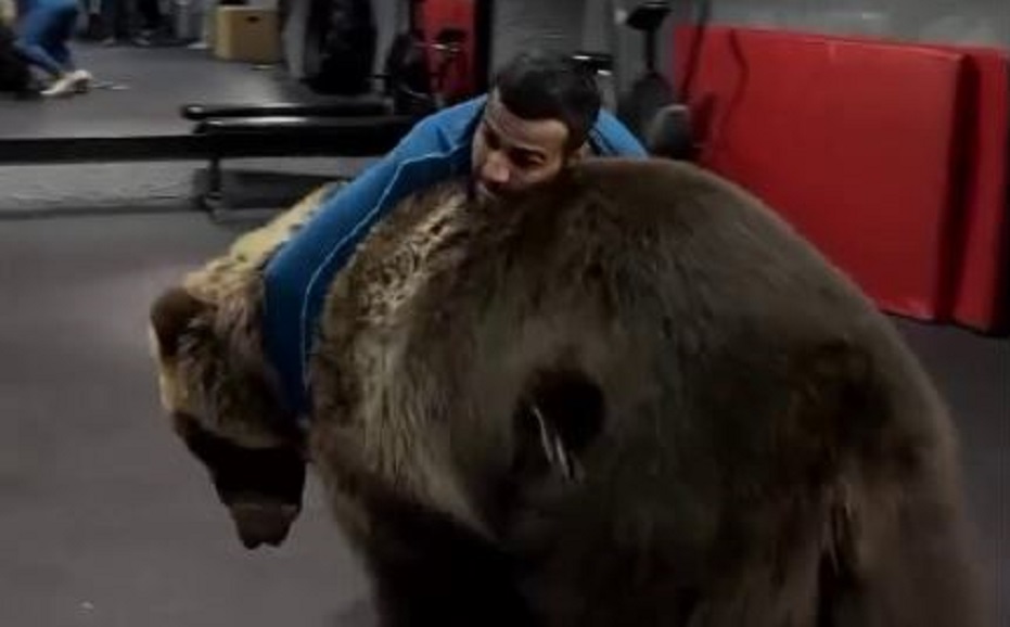 Obro‘ga putur yetishi: Bokschi Shahram Gʻiyosov ayiqni masxara qildi