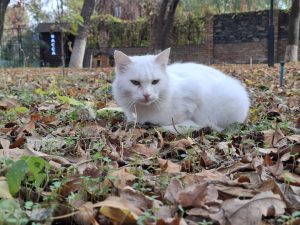 Sovuq kechalar, ammo yog‘ingarchiliksiz: 27-dekabr uchun ob-havo haqida