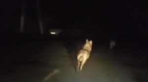 Surxondaryoda boʻrilar toʻdasi qishloqlardan birining koʻchasiga chiqdi