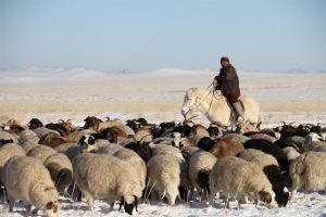 Монголия начала поставлять живых овец в Узбекистан
