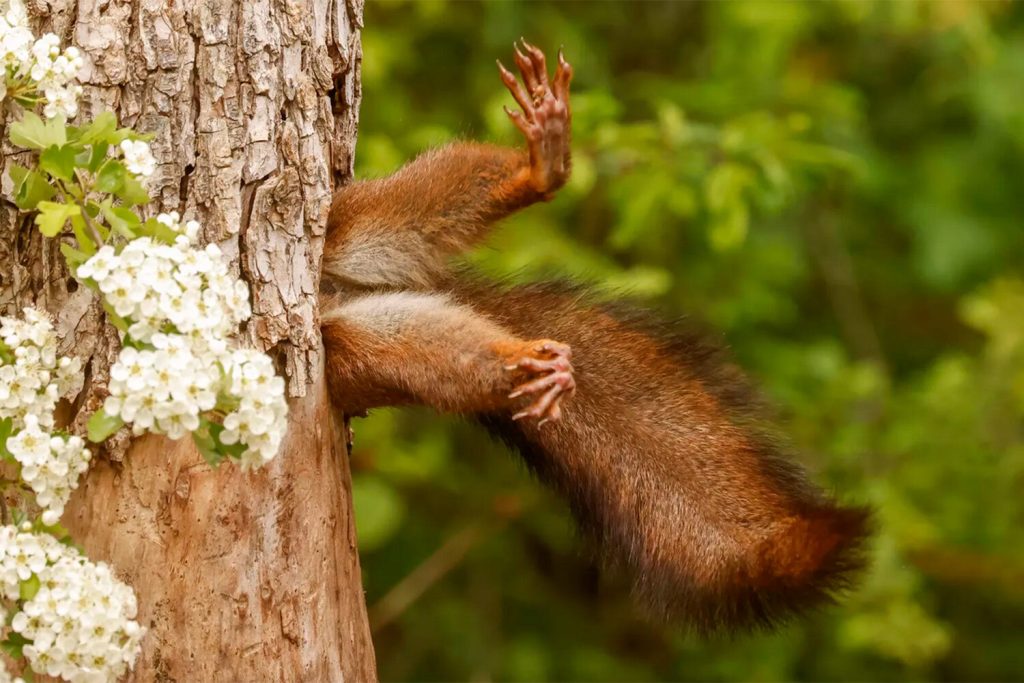 Comedy Wildlife Photography Awards 2024 gʻoliblari: tuynukdagi olmaxon va boshqa kulgili suratlar