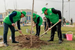 “Yashil makon” loyihasi doirasida eng ko‘p daraxt Qashqadaryoda ekildi