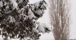 Снег и туман: погода на 20 декабря